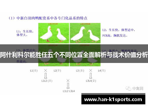 阿什利科尔能胜任五个不同位置全面解析与战术价值分析